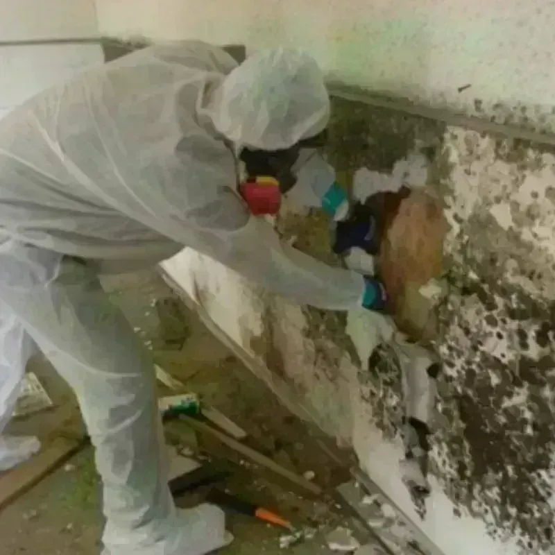 Mold Remediation and Removal in Combine, TX